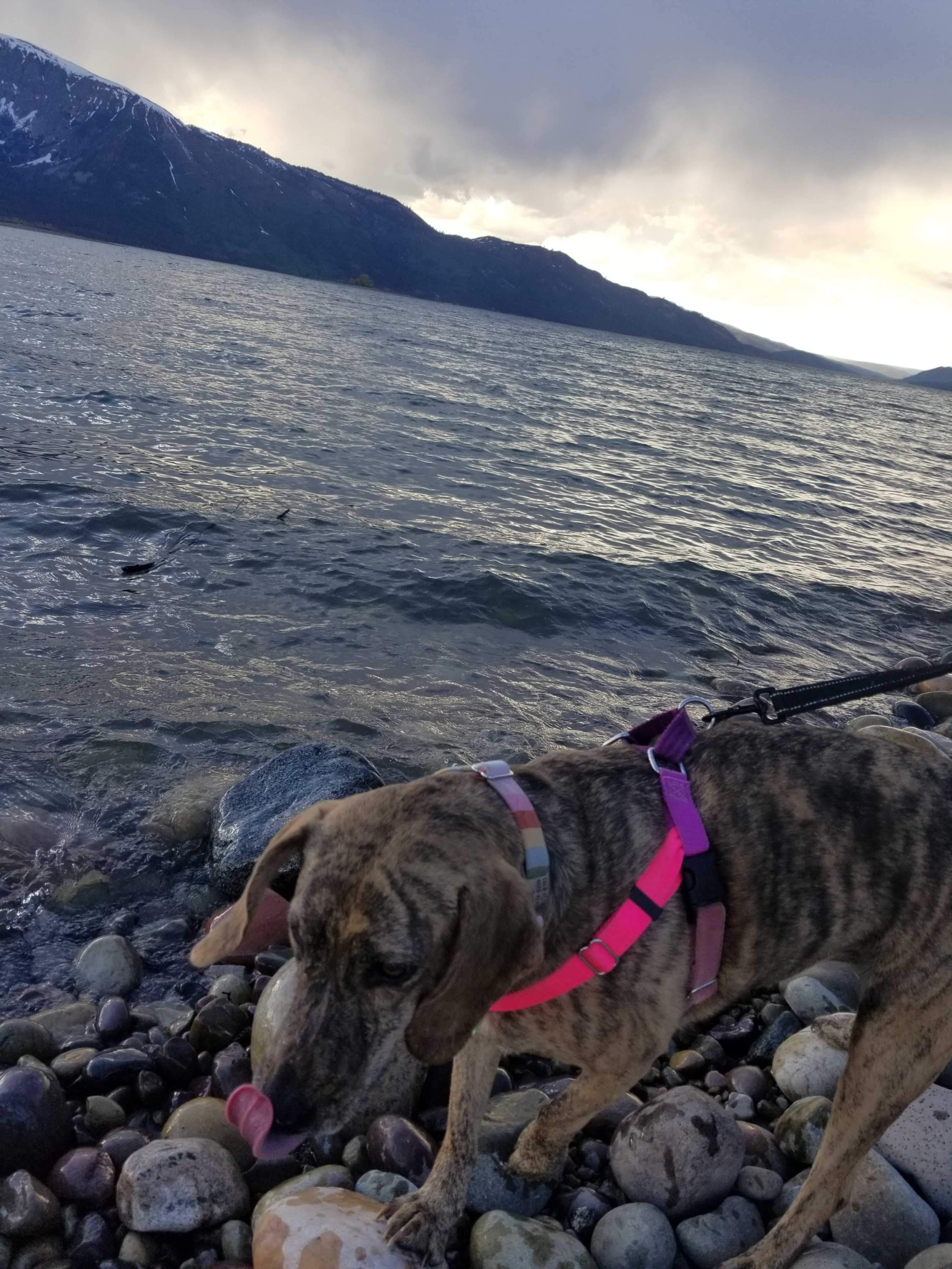 junie drinking from lake