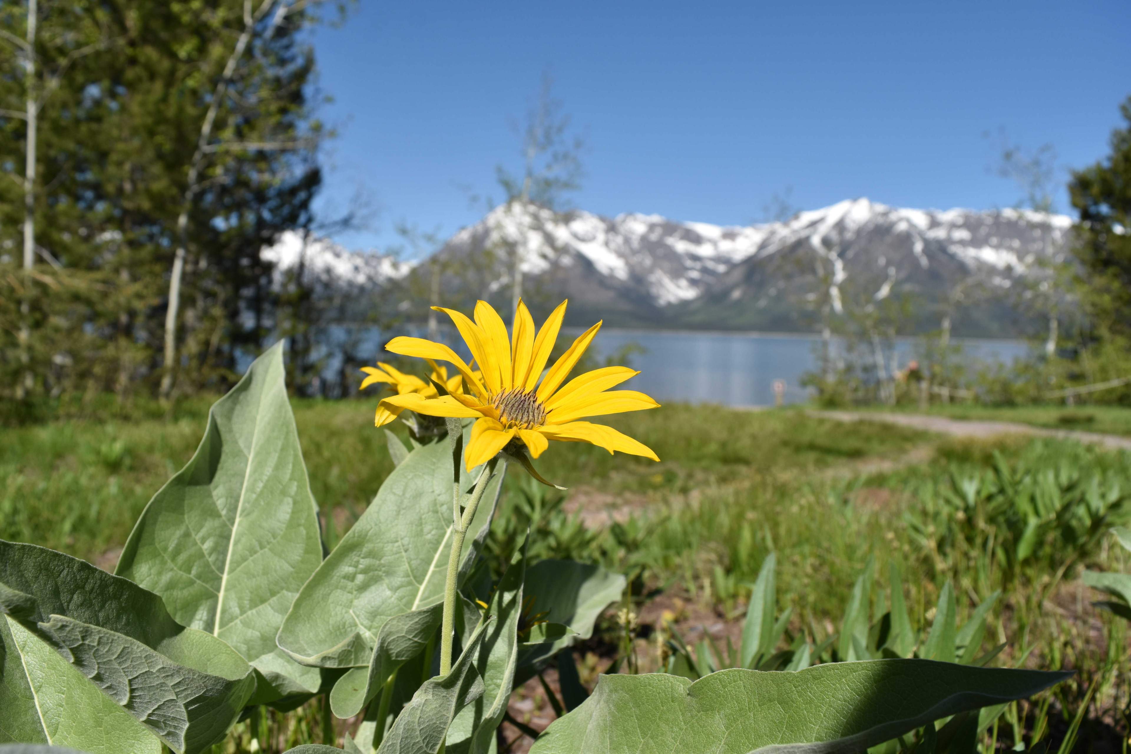 flower and tetons