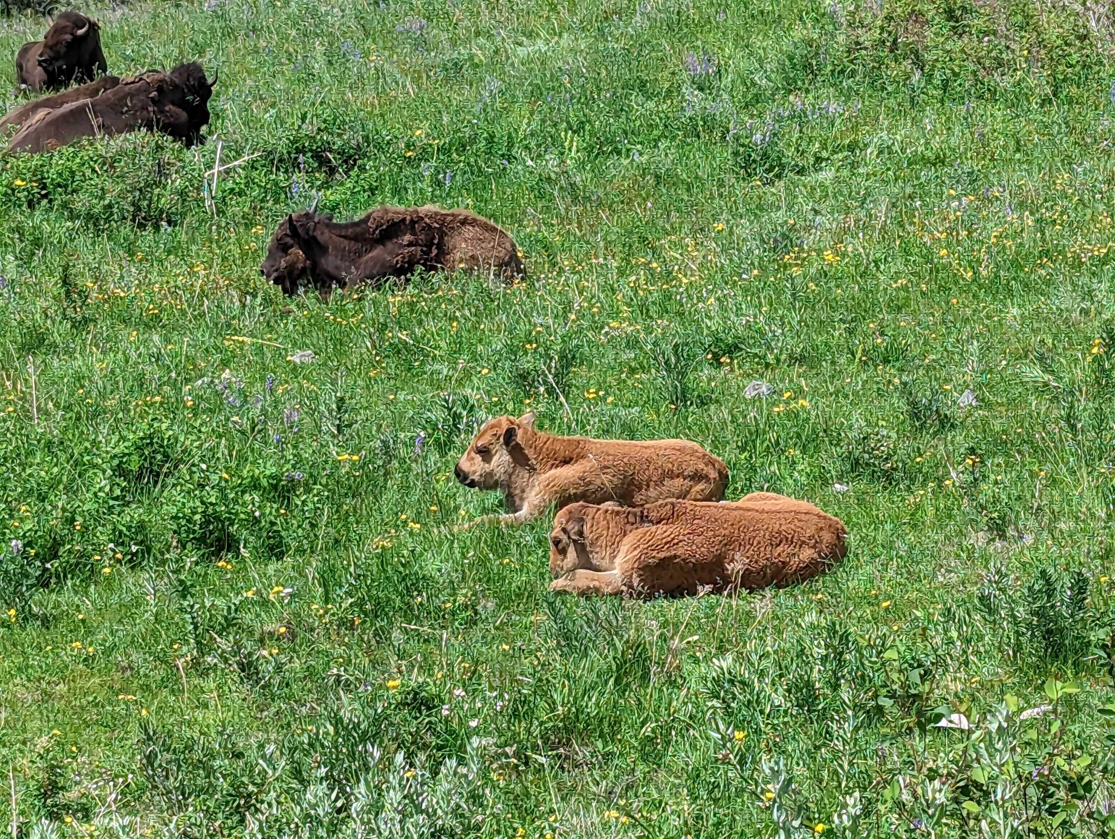 red dogs