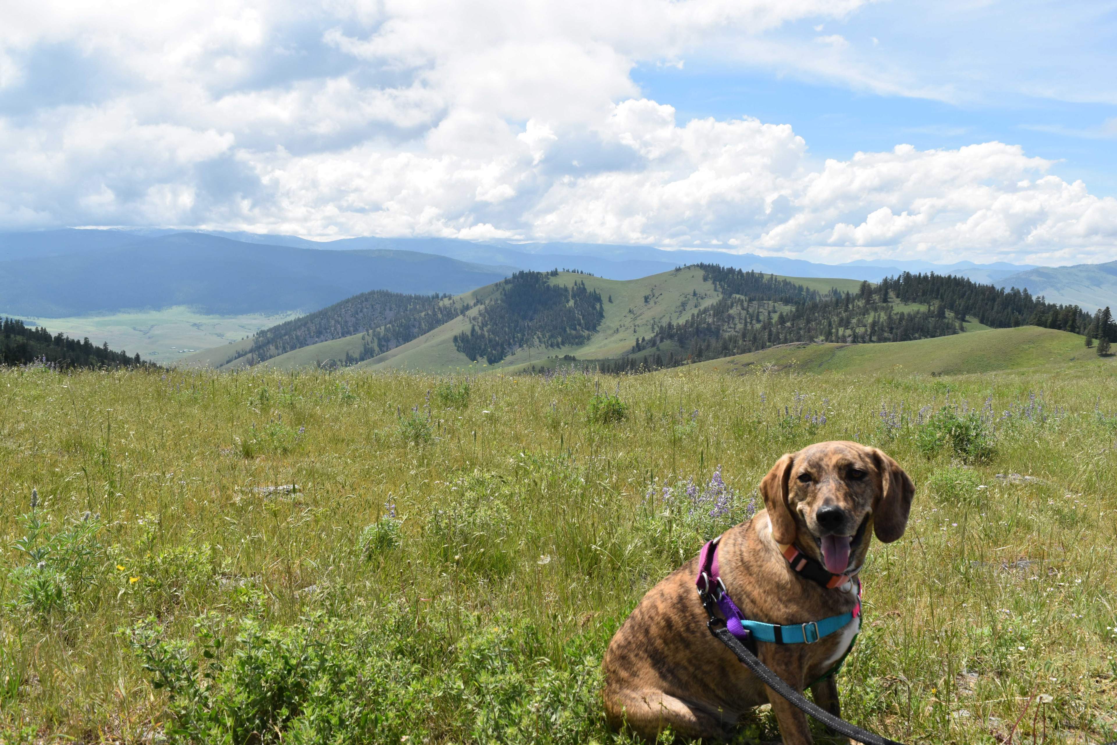 junie and mountains