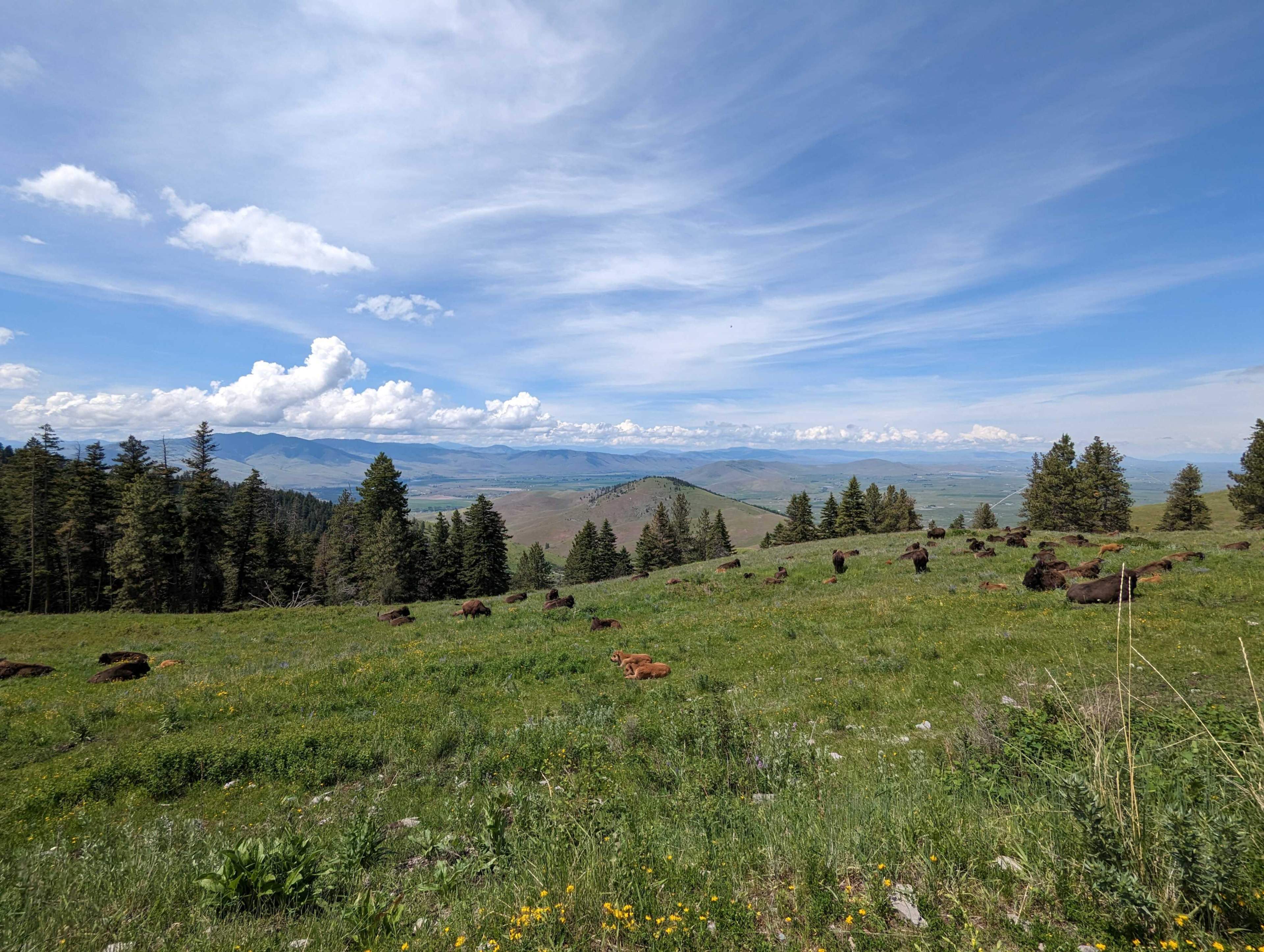 buffalo and mountains