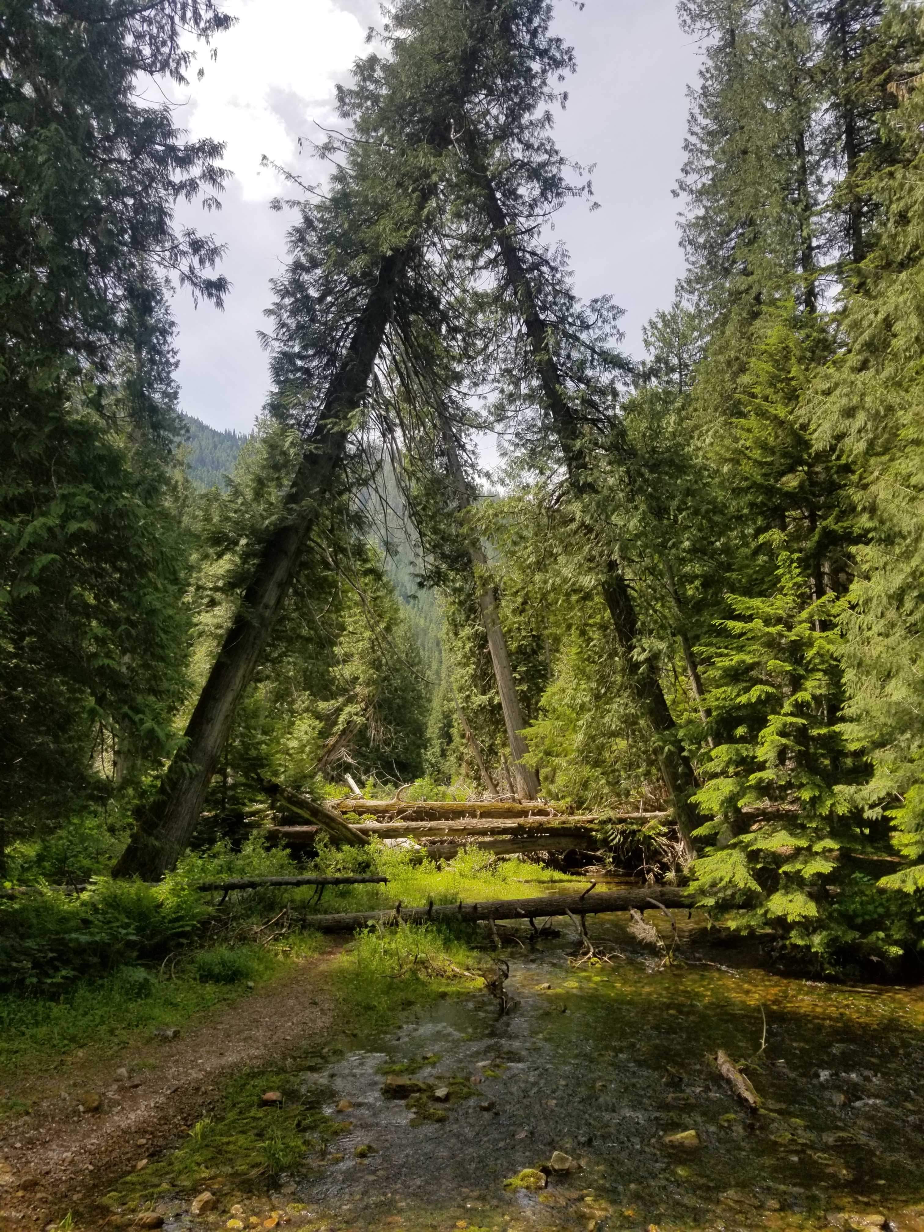 creek and leaning trees