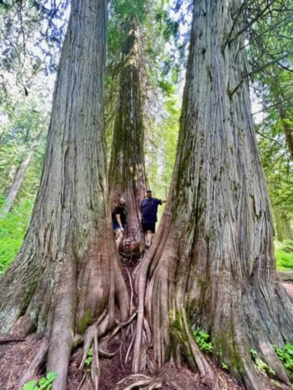 family in cedars