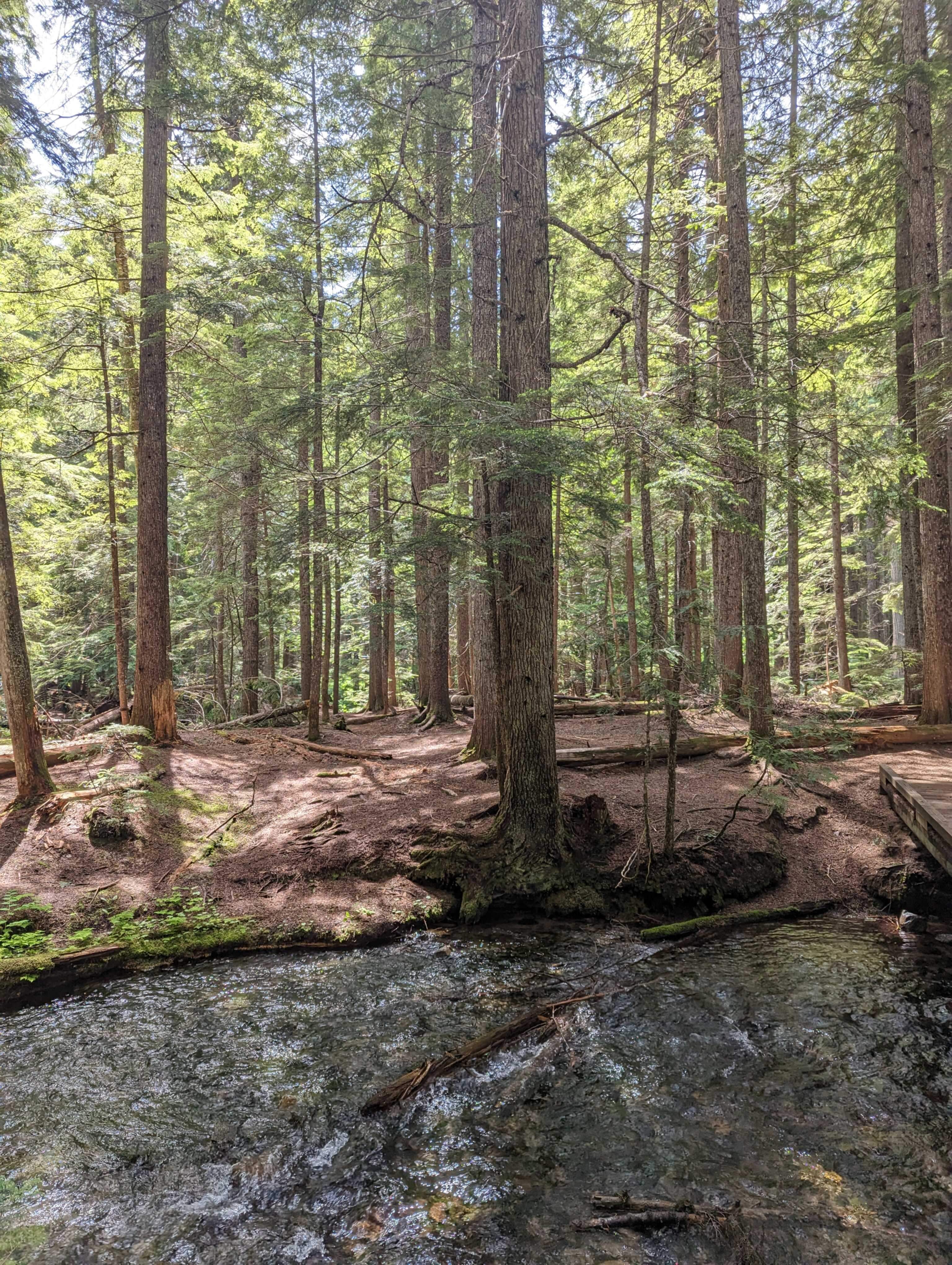 ross creek cedars