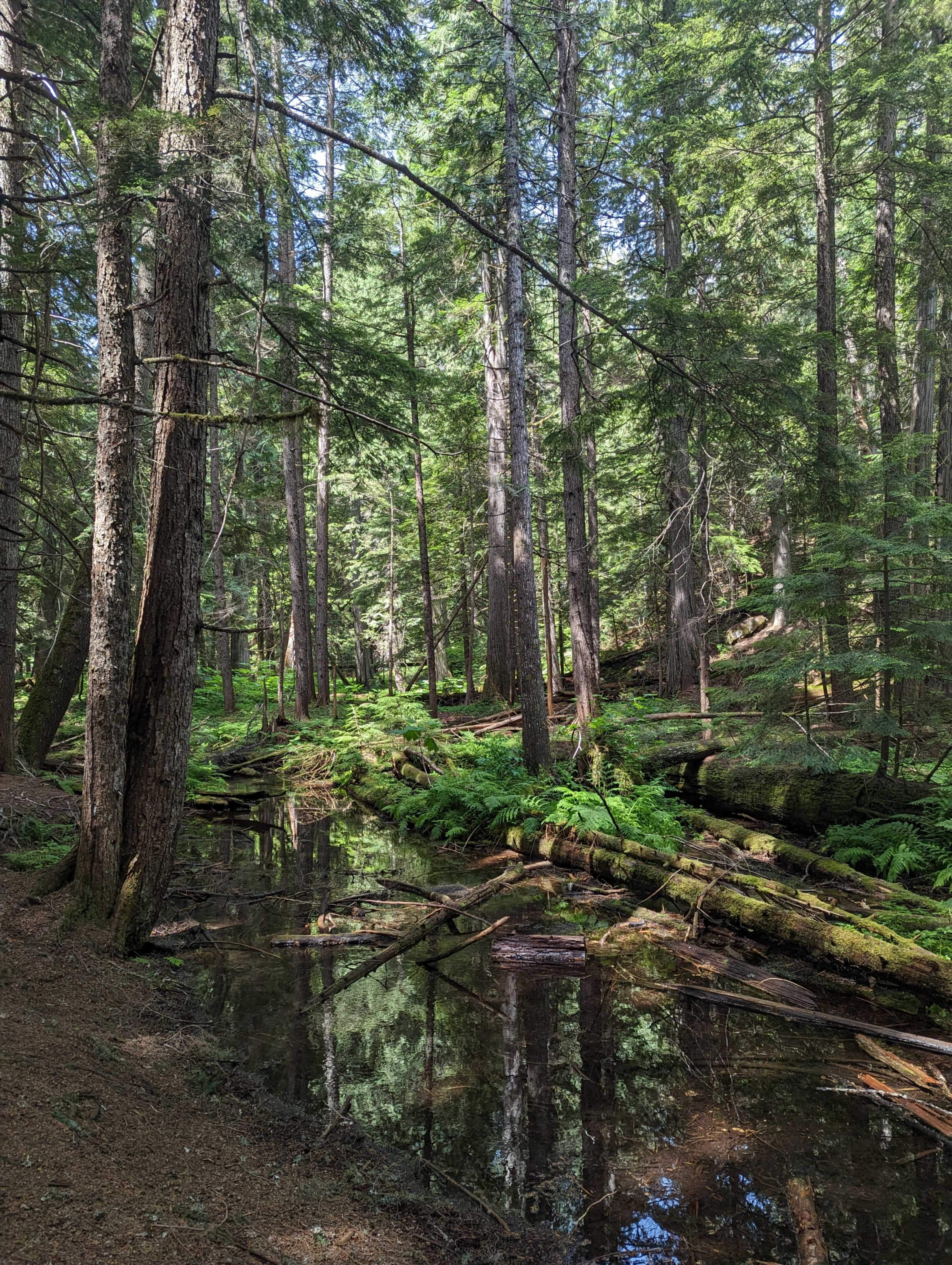 ross creek cedars