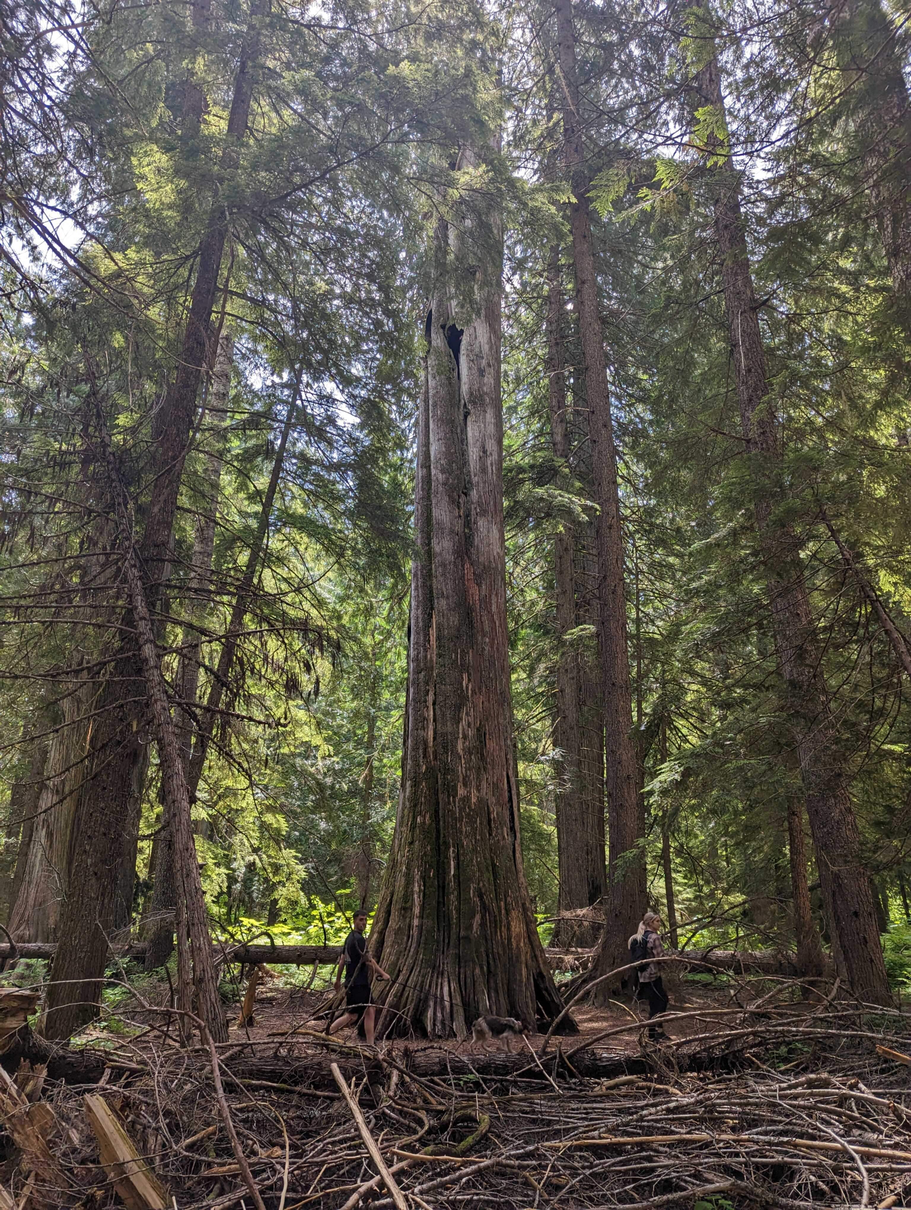 large cedar tree