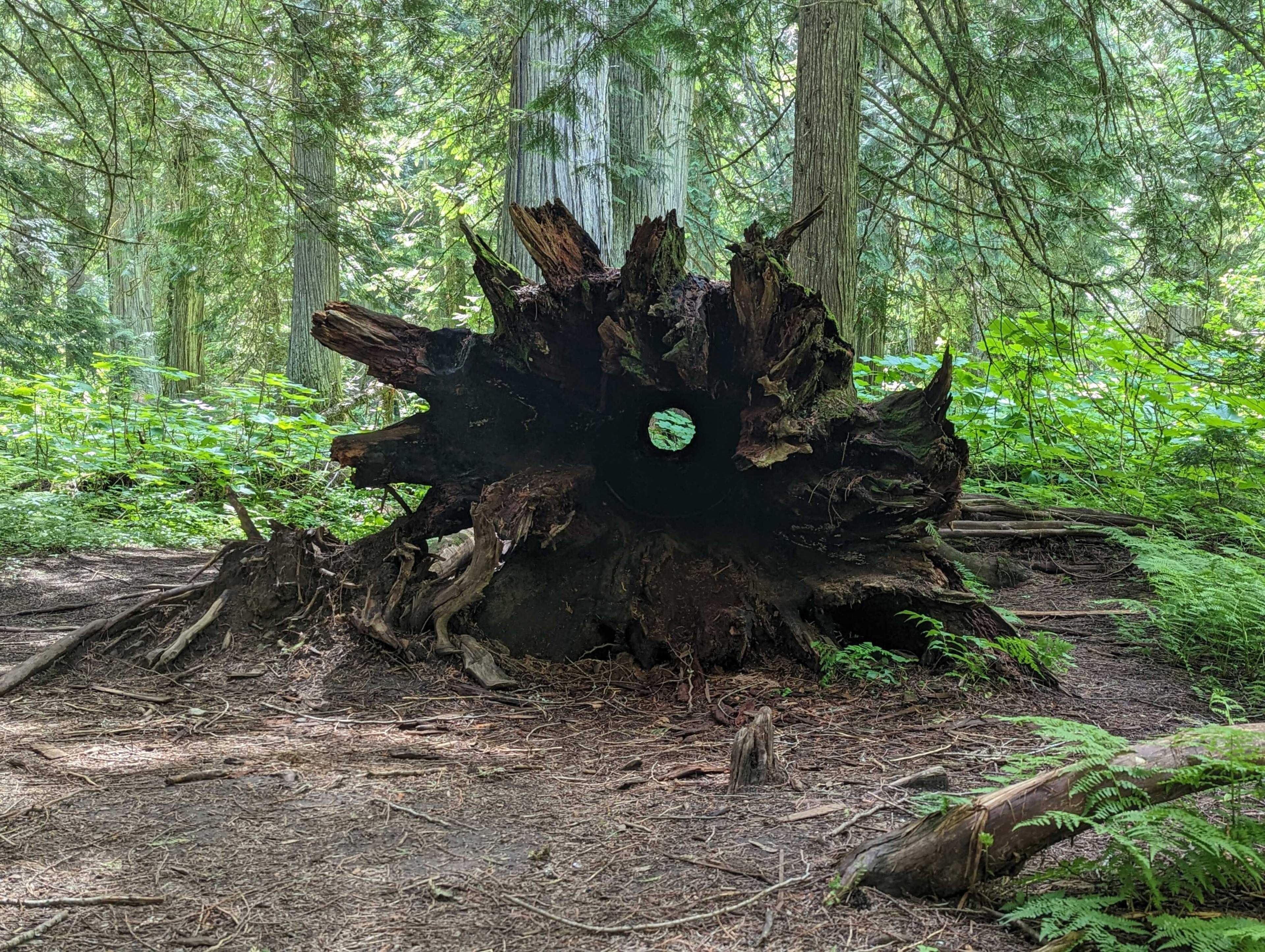 hollow cedar tree