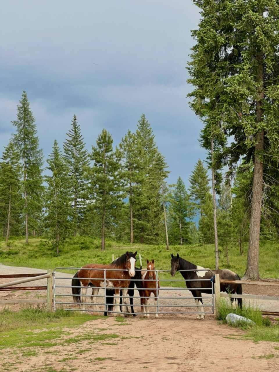 nosy horses