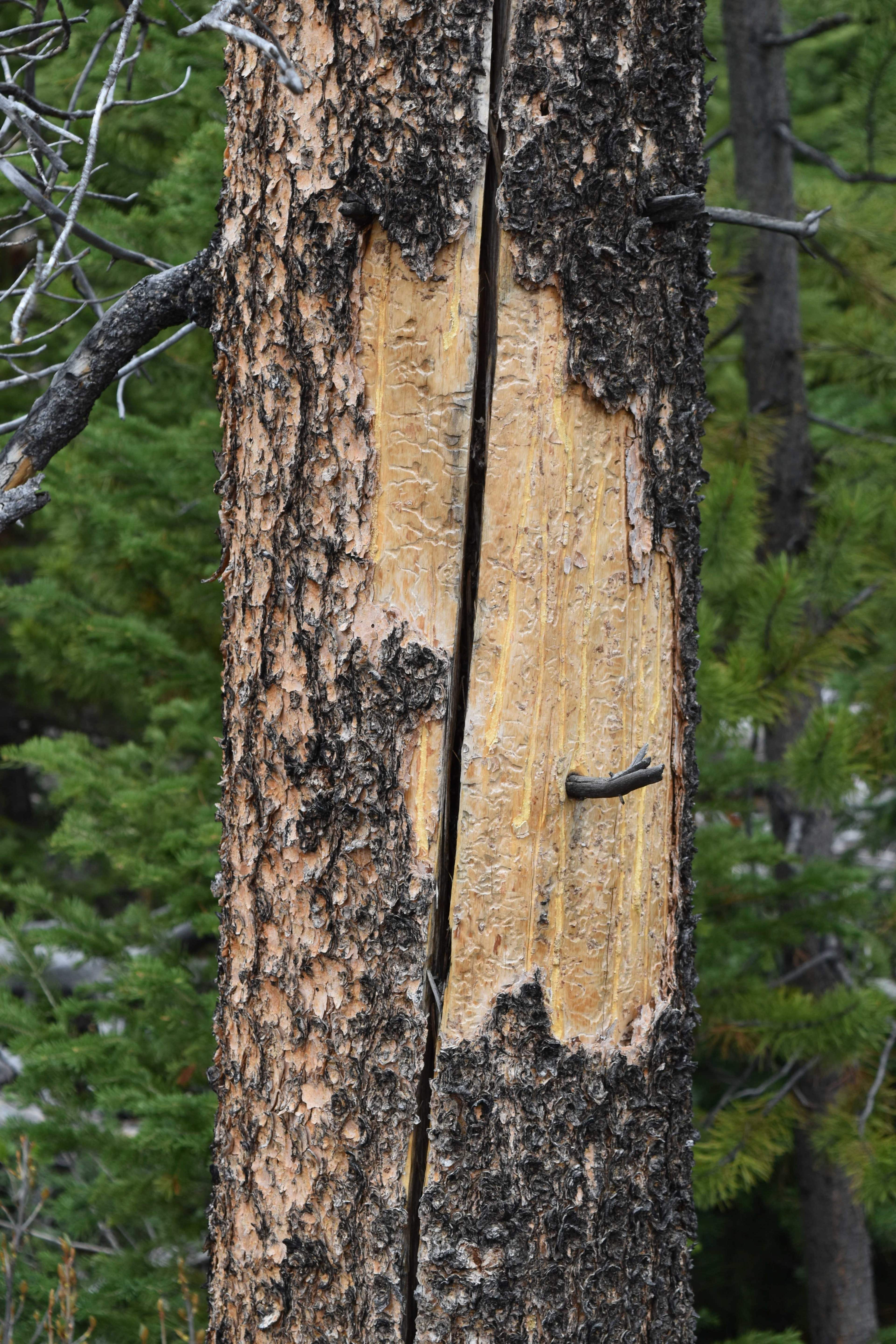 bear scratched tree trunk